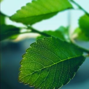 Meet your Posher, Nina